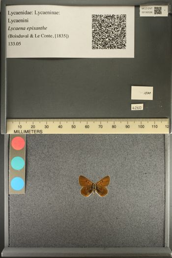 Media type: image;   Entomology 192536